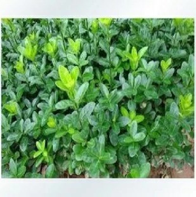 新品上市绿化工程苗木庭院绿色植物四季常青大叶冬青