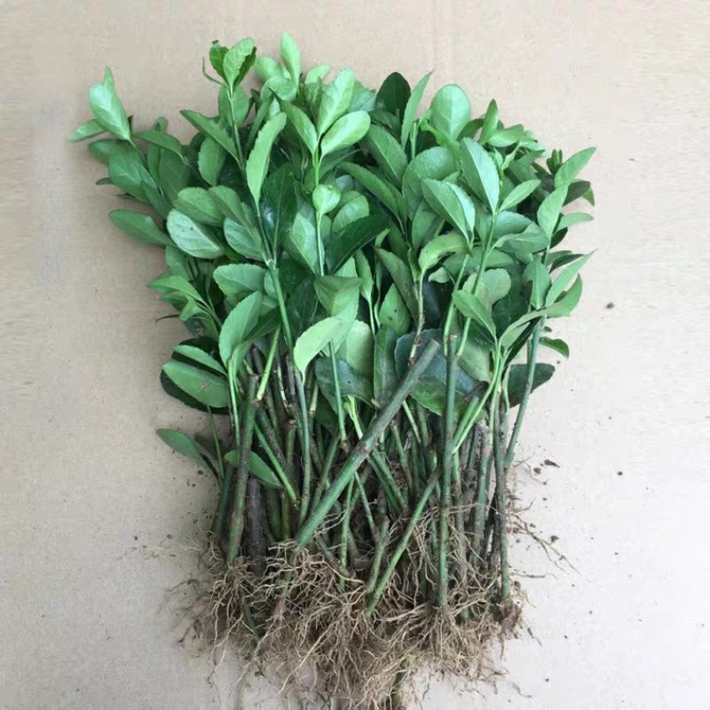 新品上市绿化工程苗木庭院绿色植物四季常青大叶冬青