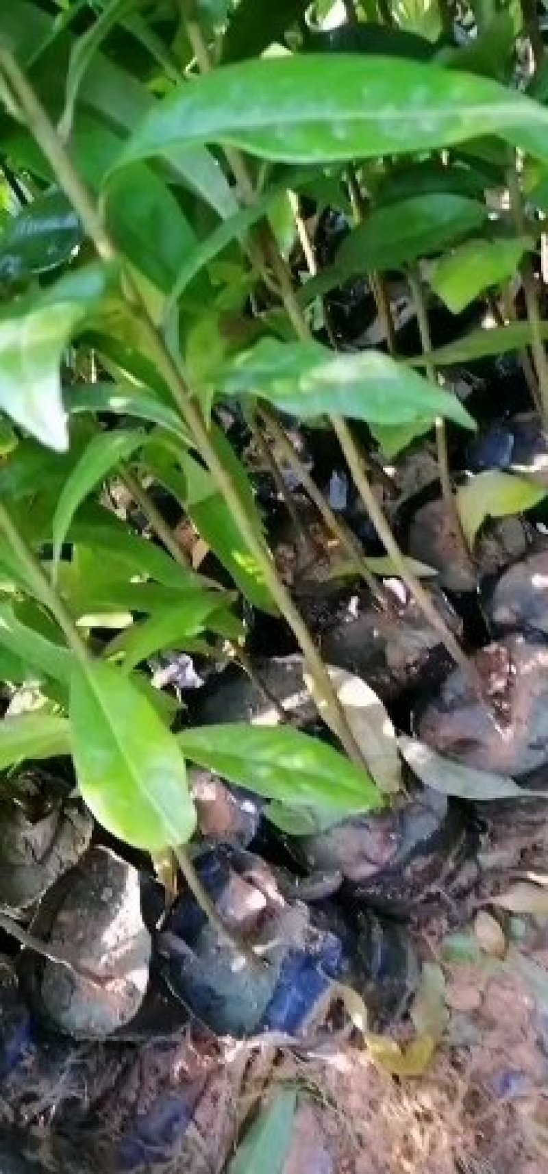 木荷