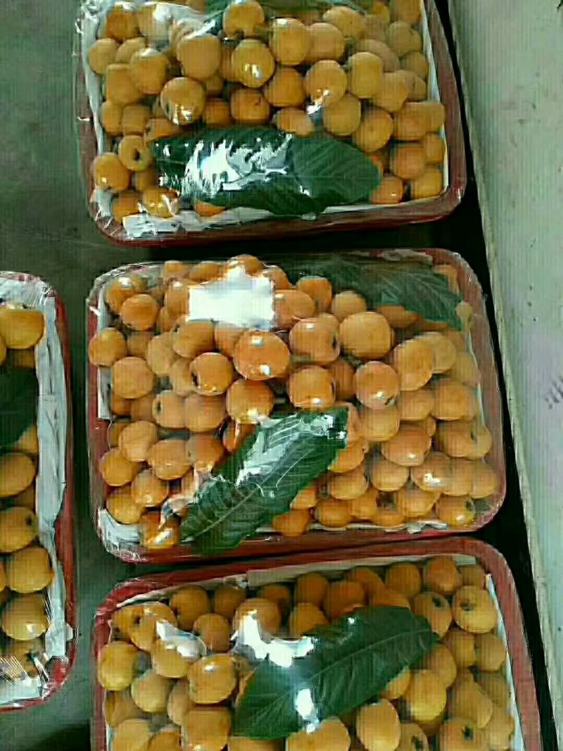 枇杷