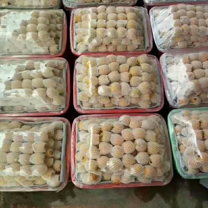 枇杷