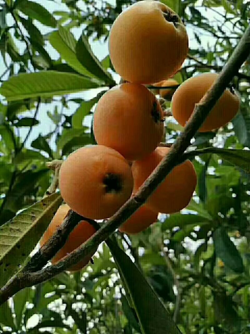 枇杷