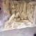 面筋串