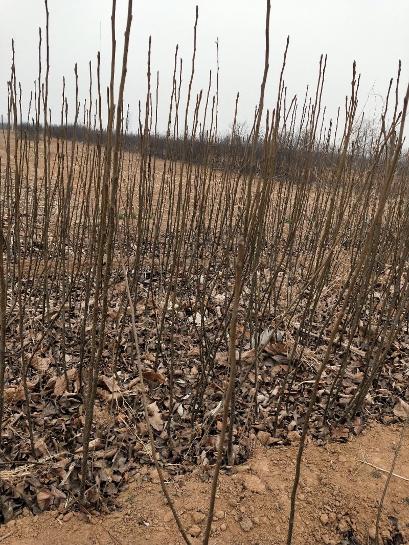优质玉露香梨树苗量大
