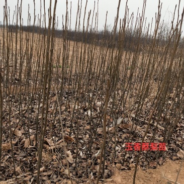 优质玉露香梨树苗量大