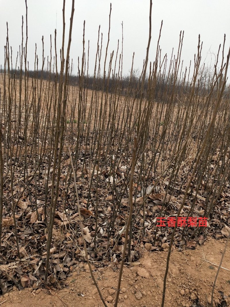 优质玉露香梨树苗量大