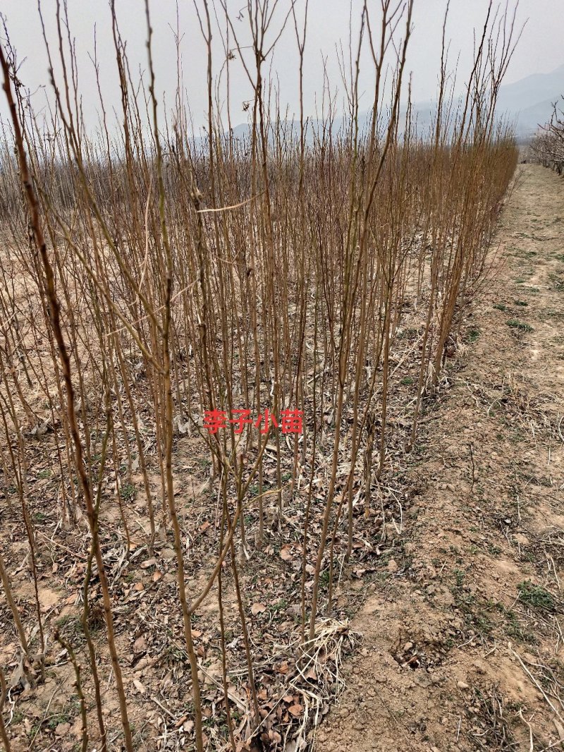自家嫁接精品李子成品苗