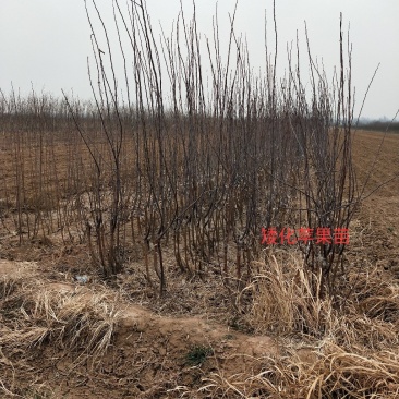 双八精品红富士苹果苗