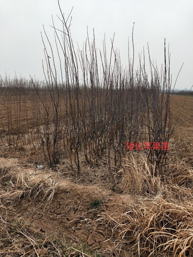 双八精品红富士苹果苗
