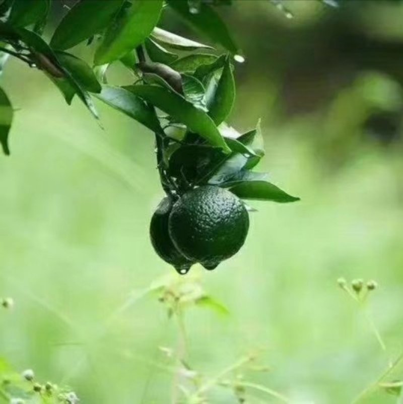 新会特产天马陈皮幼果小柑胎柑BB晒干