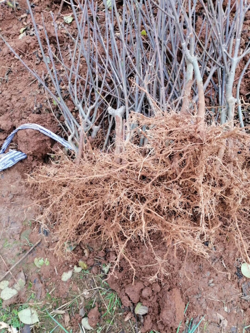 出售吴茱萸苗，有需要的联系