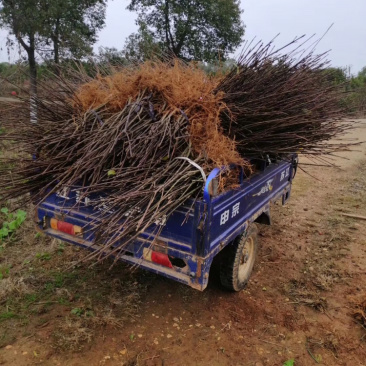 出售吴茱萸苗，有需要的联系