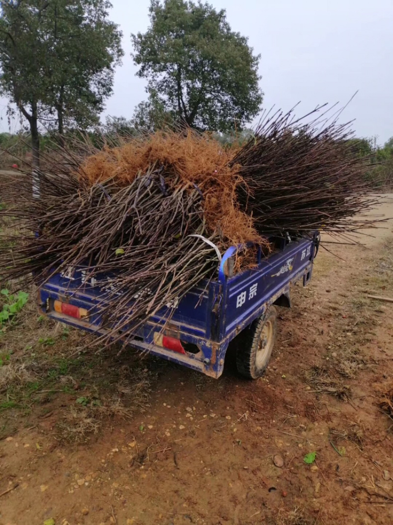 出售吴茱萸苗，有需要的联系