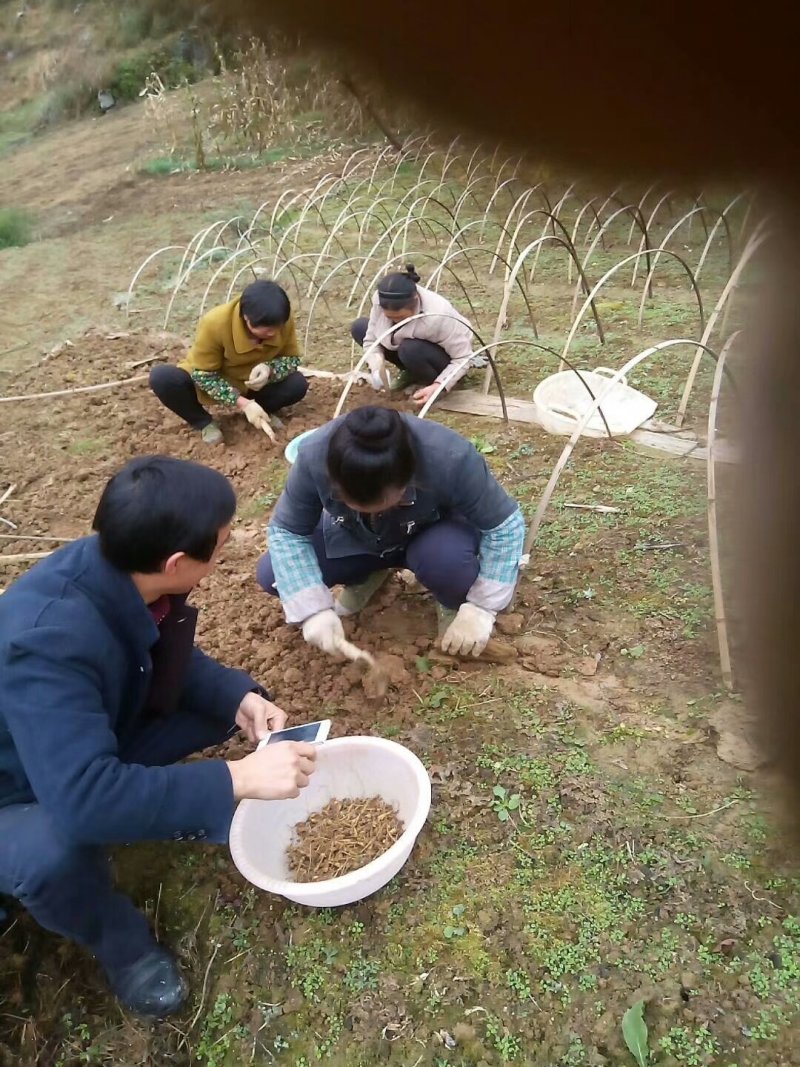 中药材，竹节参种苗，一年生或多年生，成活率高