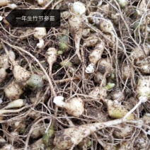 中药材，竹节参种苗，一年生或多年生，成活率高