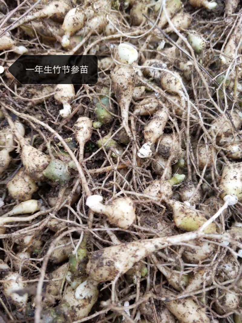 中药材，竹节参种苗，一年生或多年生，成活率高