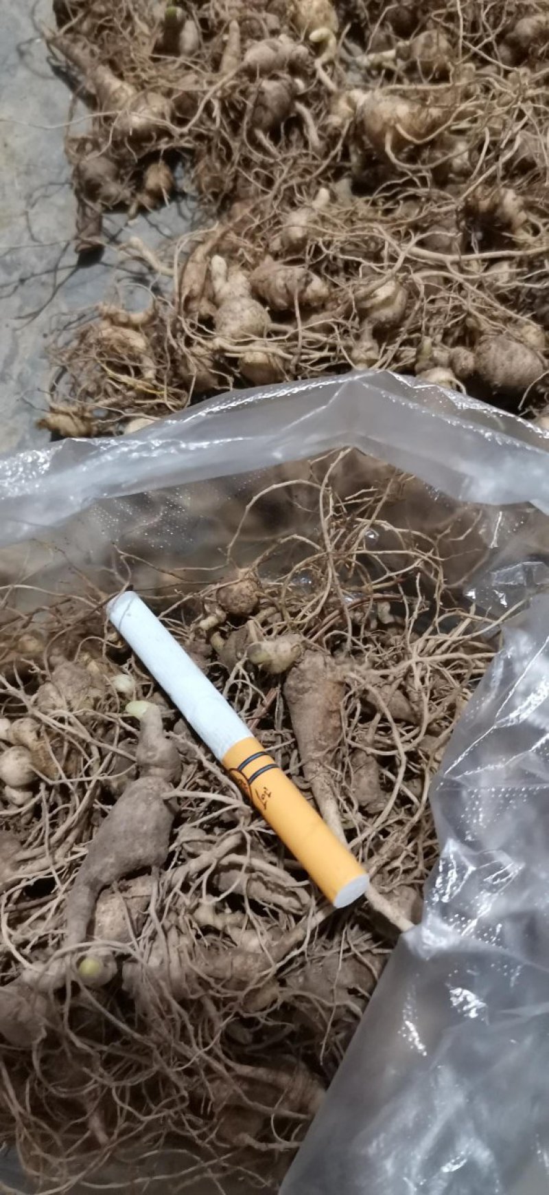 中药材，竹节参种苗，一年生或多年生，成活率高
