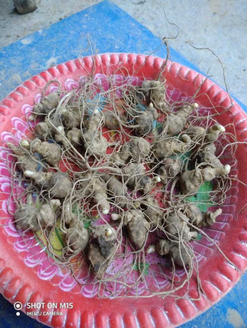 中药材，竹节参种苗，一年生或多年生，成活率高