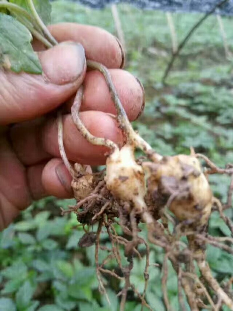 中药材，竹节参种苗，一年生或多年生，成活率高