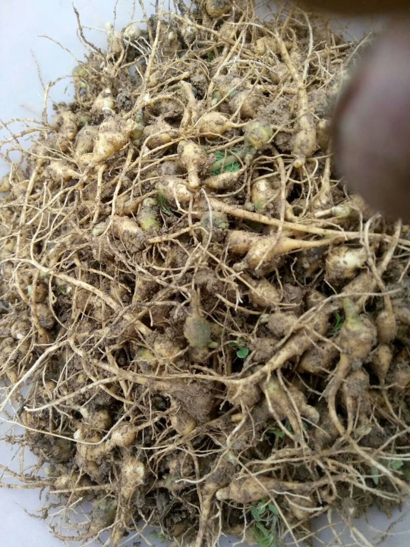 中药材，竹节参种苗，一年生或多年生，成活率高
