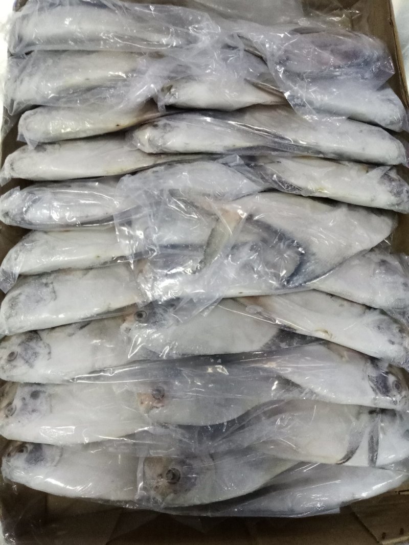 平鱼金鲳银鲳