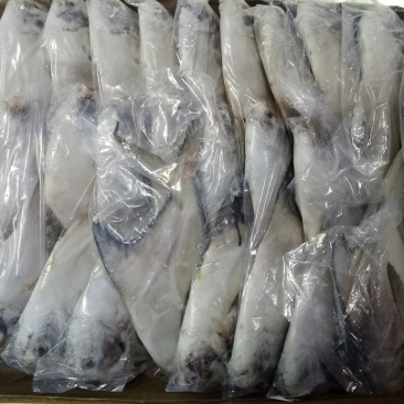 平鱼金鲳银鲳