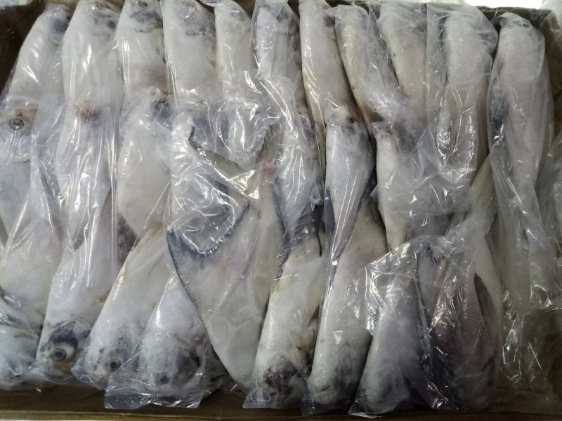 平鱼金鲳银鲳