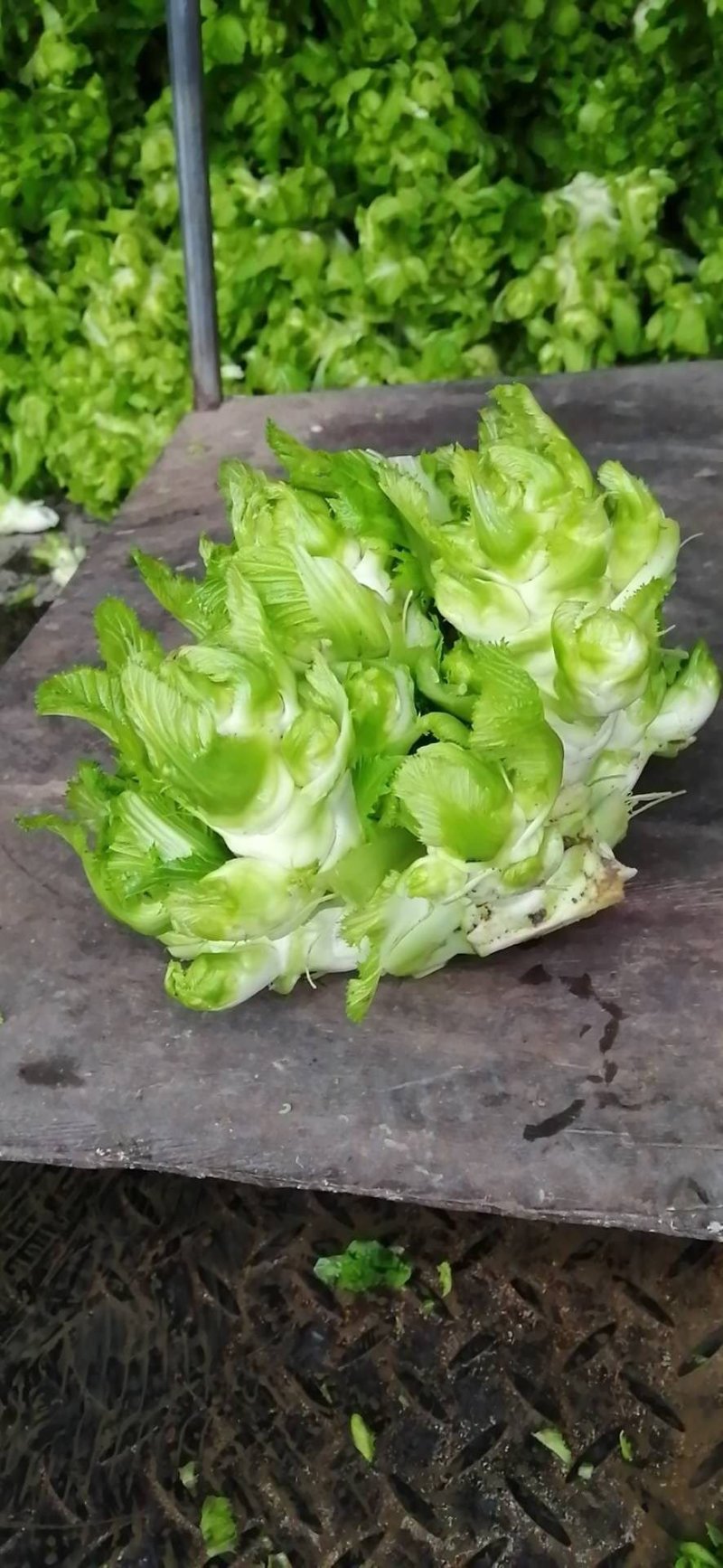儿菜