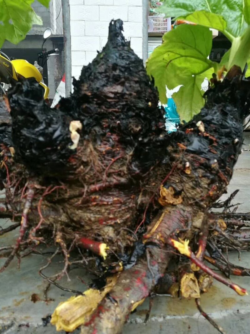 大黄种苗