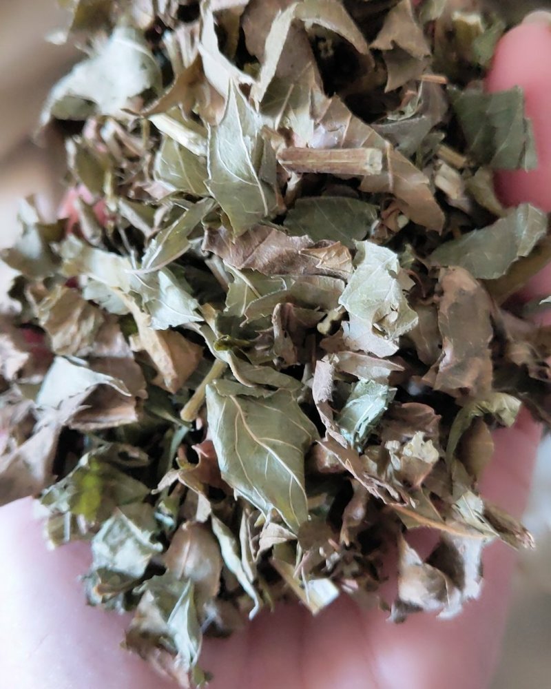 泽兰颜色好好统货纯干货叶子多