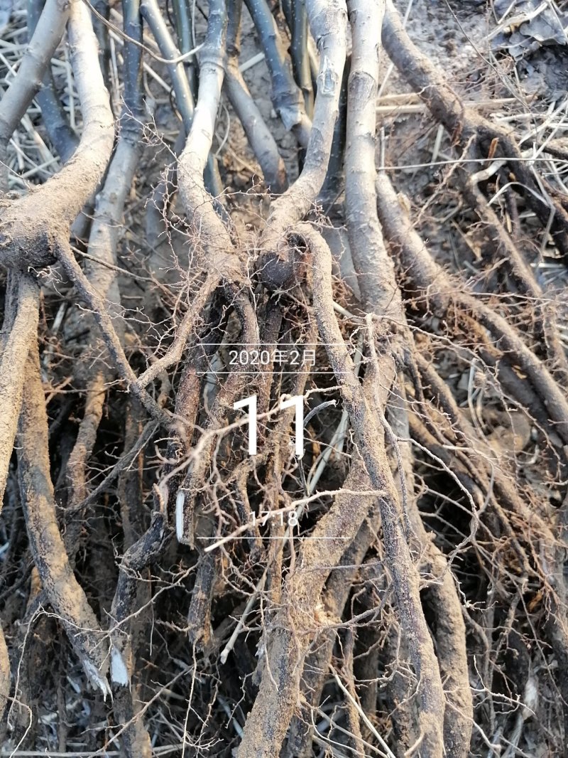 圆黄梨苗圆黄梨树苗根系发达保证纯度