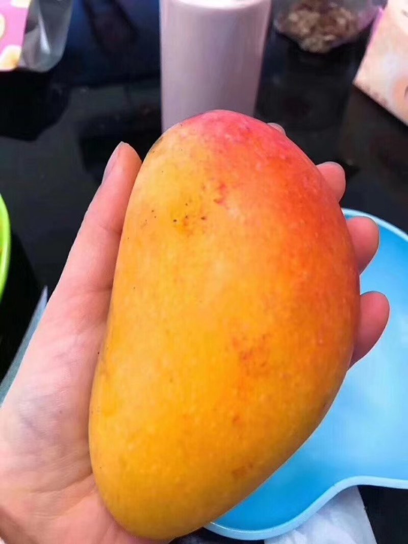 海南树上熟贵妃芒