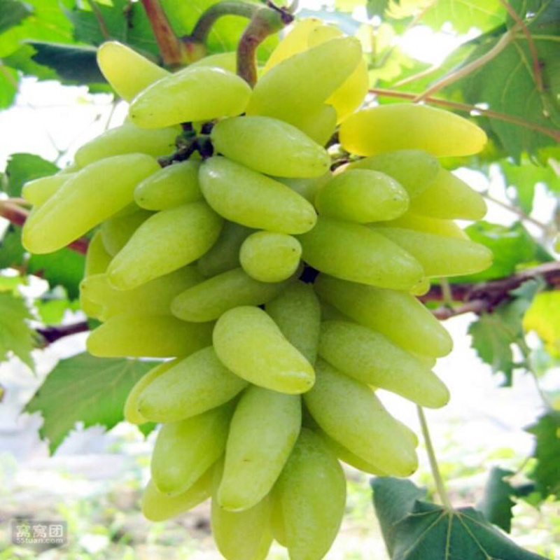 山东，金手指葡萄，南北方种植，盆栽，地栽，爬藤