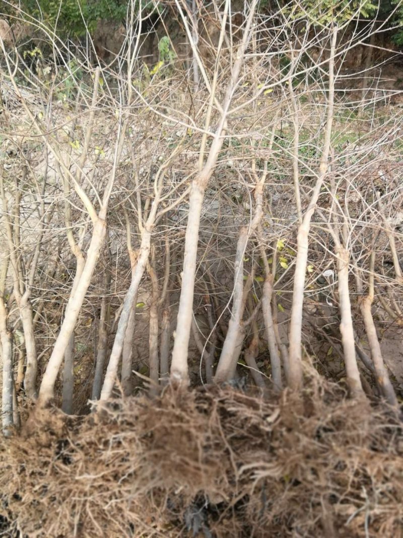 【优质苗】突尼斯软籽石榴树苗包成活包技术批发量大从优