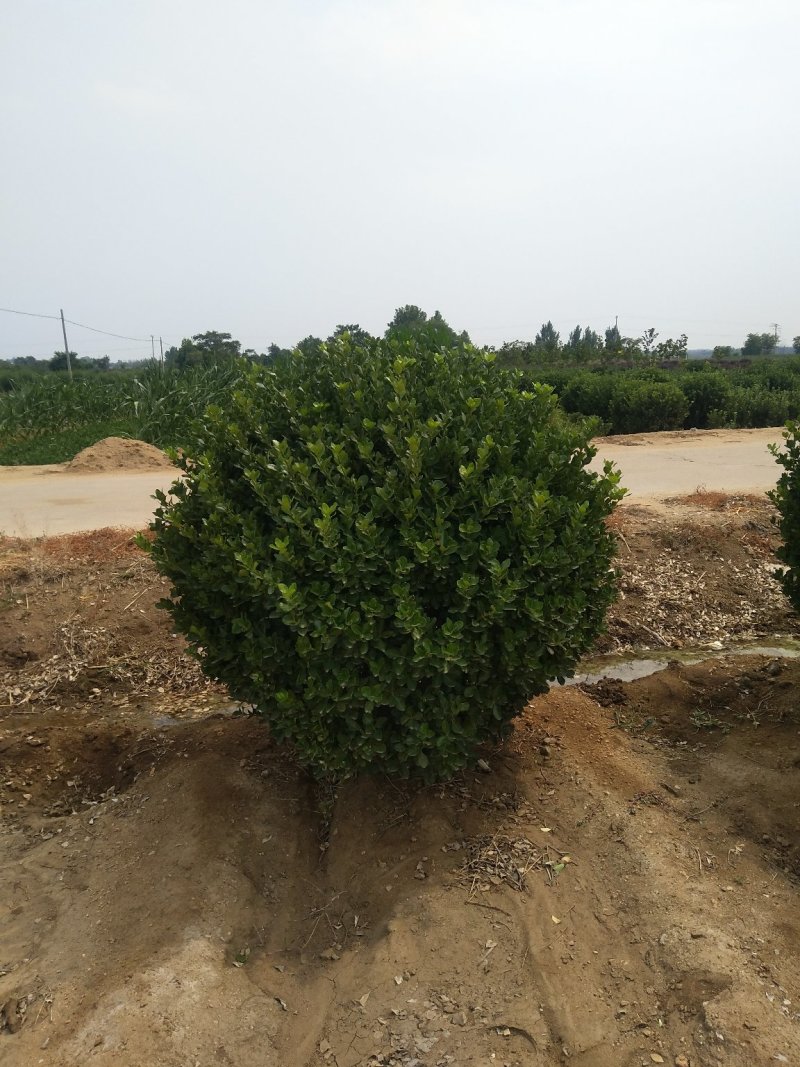 无刺枸骨无刺枸骨球冠幅饱满质量好价格优