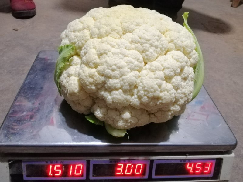 白面青梗松花菜22亩11月20开卖！