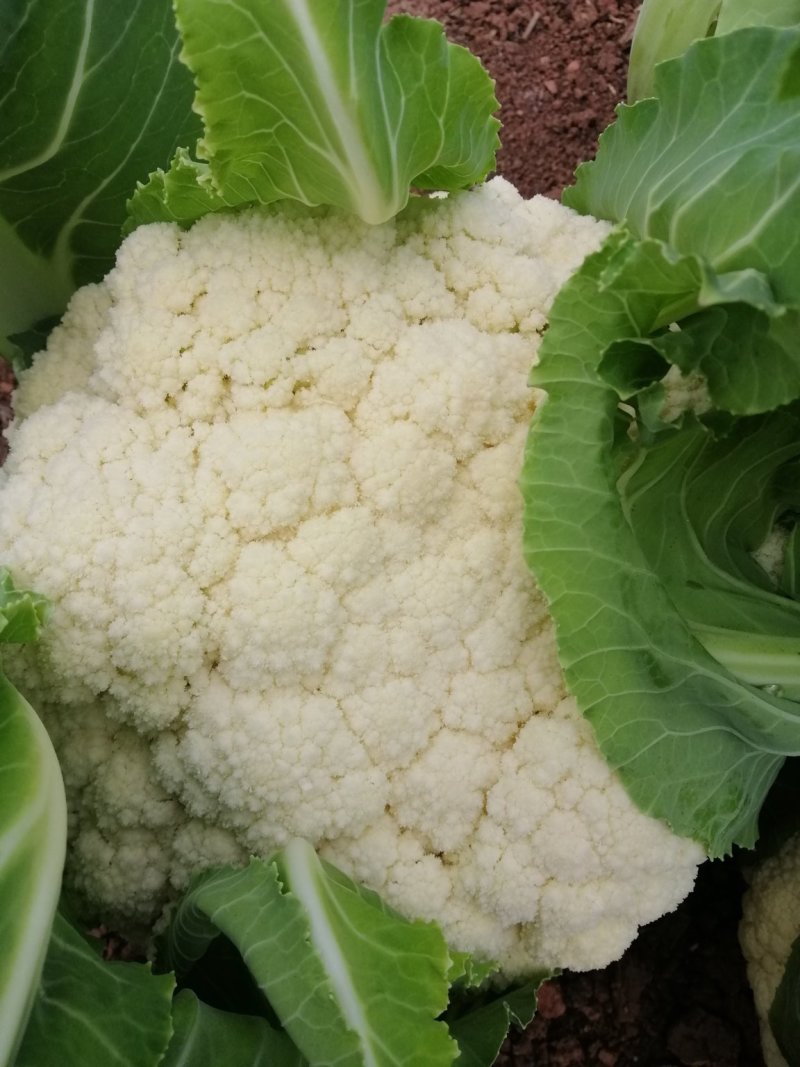 白面青梗松花菜22亩11月20开卖！