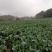 白面青梗松花菜22亩11月20开卖！