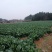白面青梗松花菜22亩11月20开卖！