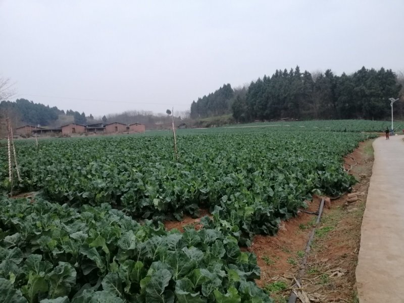 白面青梗松花菜22亩11月20开卖！