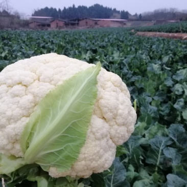 白面青梗松花菜22亩11月20开卖！