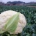 白面青梗松花菜22亩11月20开卖！