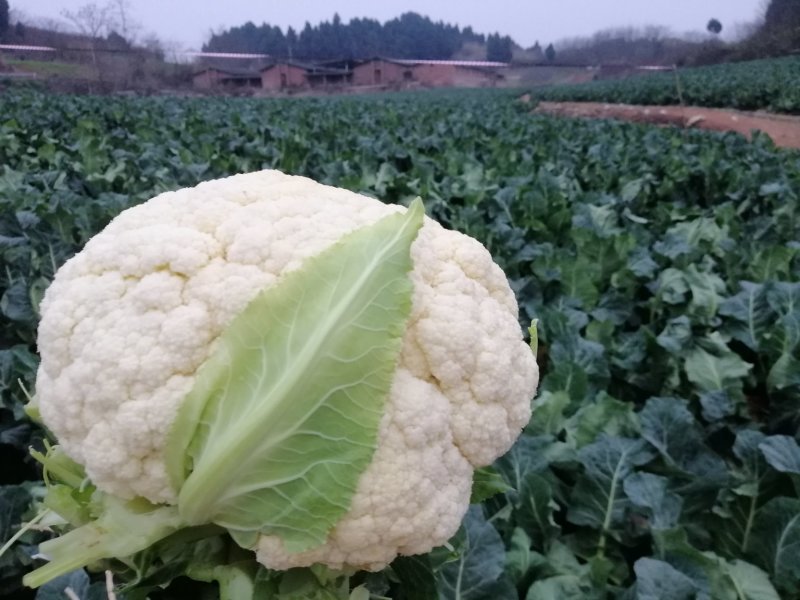 白面青梗松花菜22亩11月20开卖！