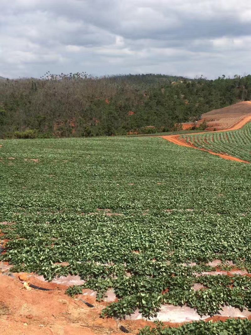 找300亩红沙土地种红薯，有合适的推荐下