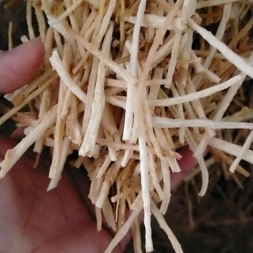 小沙参节，内蒙赤峰产无硫沙节，干度好诚信经营批发！