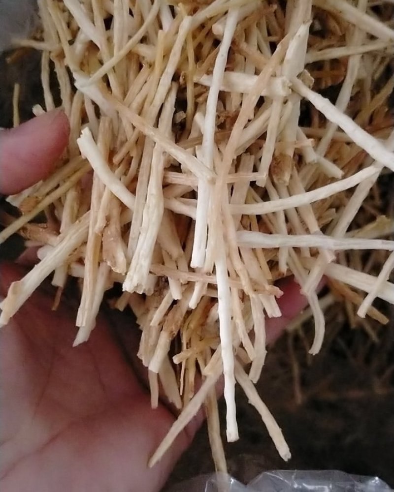 小沙参节，内蒙赤峰产无硫沙节，干度好诚信经营批发！
