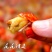 【全网招商】麻辣小龙虾/虾尾/虾球即食罐装熟食/现做海鲜