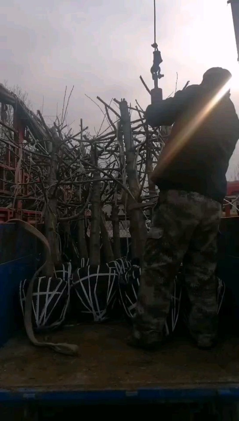 美早樱桃树苗，红灯，俄罗斯八号樱桃树苗出售