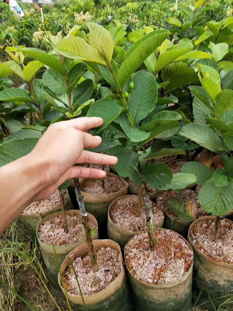优质纯正红宝石，西瓜，珍珠番石榴芭乐苗，基地批发放心苗