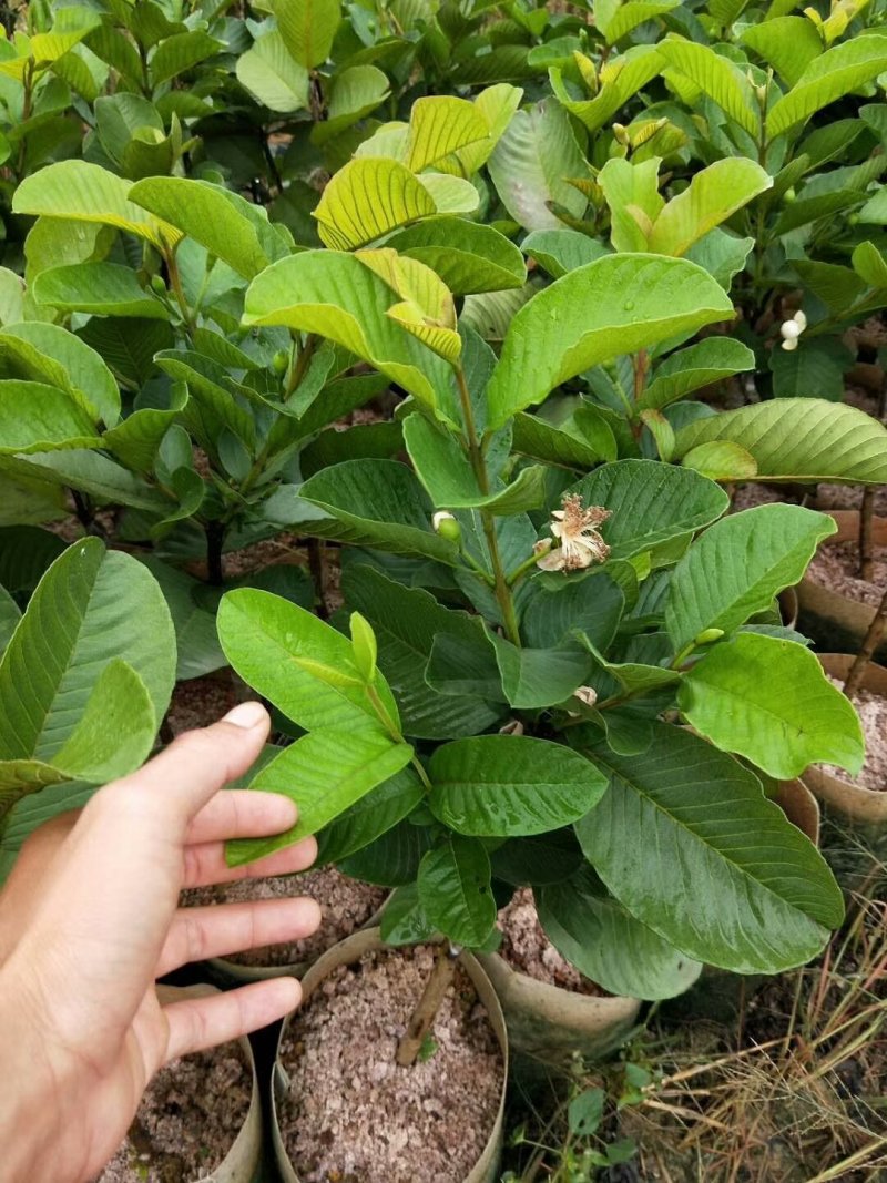 优质纯正红宝石，西瓜，珍珠番石榴芭乐苗，基地批发放心苗